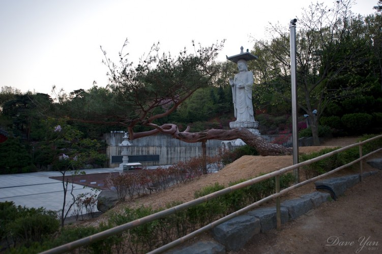 bonguensa buddah 9