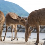 dave_yan_torii_deer2_japan_pt2