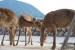 dave_yan_torii_deer2_japan_pt2