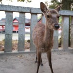 dave_yan_torii_deer_japan_pt2
