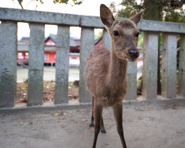 dave_yan_torii_deer_japan_pt2