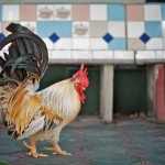 dave_yan_rooster_chiangmai1