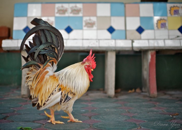 dave_yan_rooster_chiangmai1