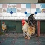 dave_yan_rooster_chiangmai2
