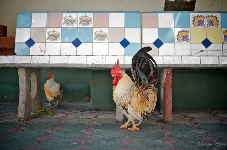 dave_yan_rooster_chiangmai2