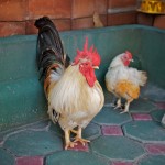 dave_yan_rooster_chiangmai3