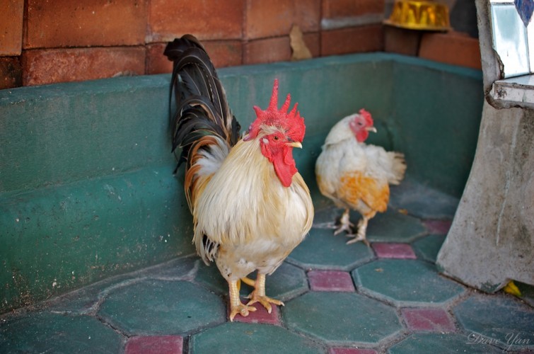 dave_yan_rooster_chiangmai3